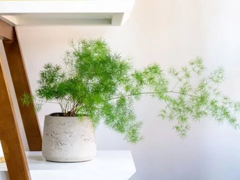 Người mệnh Thủy năm 2026 hợp trồng 5 loại cây này, để đón tài lộc và 'tiền vào như nước'