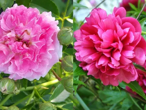 Tết Bính Ngọ 2026: 3 loại hoa đẹp nhưng không được đặt lên bàn thờ