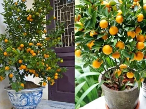 Vị trí đặt cây quất ngày Tết giúp kích hoạt tài lộc, gia chủ vượng phát cả năm