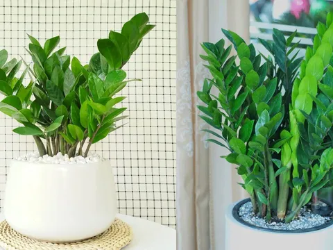 Tết Bính Ngọ đặt 3 loại cây này trong nhà, Tài - Lộc - Tiền đua nhau vào cửa