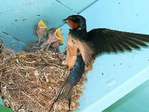 Cận Tết Nguyên đán 2026: 6 điềm báo trong nhà cho thấy tài lộc sắp gõ cửa, cầu gì được nấy