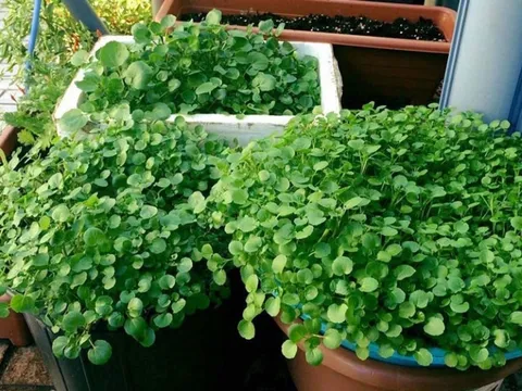 Loại rau này trồng 1 lần ăn cả năm, rất tốt cho xương khớp mà ít người để ý ăn