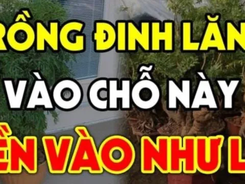 Vị trí tốt nhất trồng cây đinh lăng để hút tài lộc: Đặt đúng chỗ như “thần giữ của”, gia chủ phát lộc