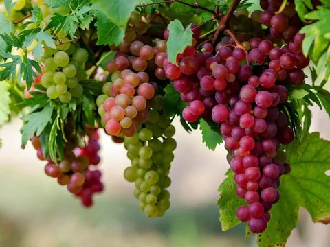 Danh sách 12 loại quả chứa nhiều dư lượng thuốc trừ sâu nhất, Tết nên tránh mua và dâng cúng