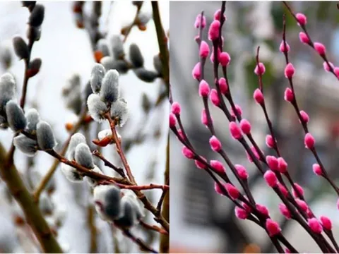 Tết chưng hoa gì để may mắn? Các loại hoa rước tài lộc, mang lại bình an năm 2026