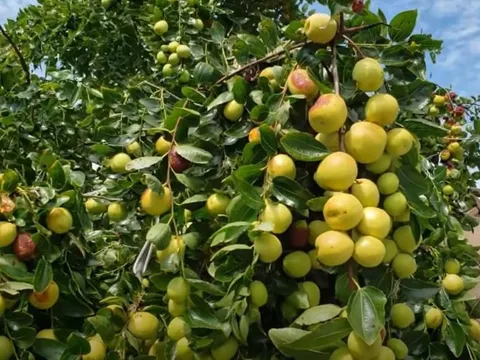 5 loại cây trồn trong sân nhà mang lại hạnh phúc gia đình, con cháu luôn giàu sang