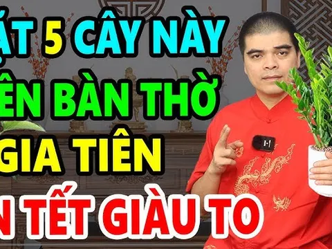5 loại cây trồng trên trong nhà hút tài lộc giàu có trọn đời