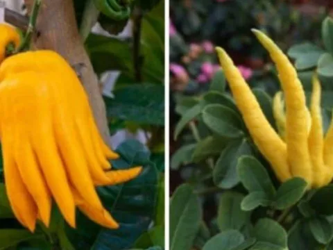 Vì sao quả phật thủ được săn đón dịp Tết Nguyên đán? Ý nghĩa phong thủy của quả phật thủ