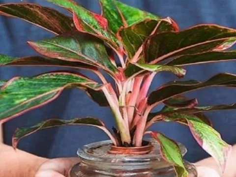 5 loại cây cảnh nghe tên đã thấy giàu, đặt bàn thờ ngày Tết hút tài lộc cực mạnh