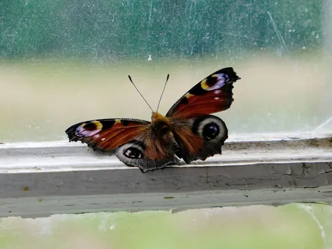 Đầu xuân, 3 con vật này vào nhà ai là nhà đó may mắn cả năm