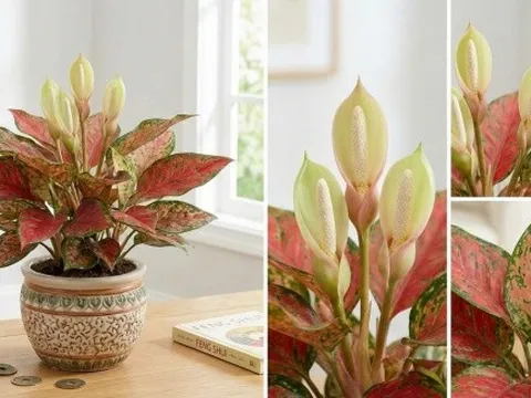 3 loài cây nở hoa báo hiệu điềm lành: Trong nhà sắp phát tài giàu có