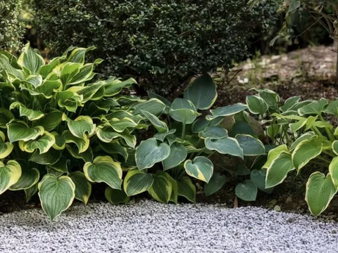 Loại cây chịu bóng nên trồng ngay tháng 2 để đón mùa xuân xanh tốt