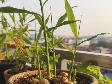 Năm Bính Ngọ nên trồng 3 cây gia vị này trong nhà: Vừa tiện dùng mỗi ngày, vừa kích hoạt vận khí tốt