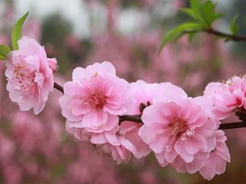 Trắc nghiệm tâm lý: Chọn một loài hoa Tết bạn thích nhất để khám phá vận may và tài lộc năm mới của bạn