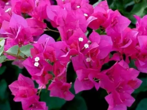 Hoa giấy có 6 loại phổ biến, nhưng đây là giống nở quanh năm, sai hoa nhất và bền màu rực rỡ nhất