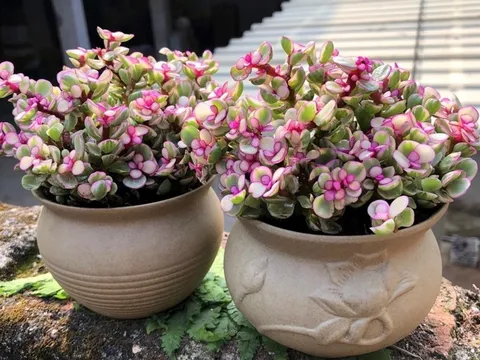 Đầu xuân trồng 6 cây cảnh được coi hiện thân Thần Tài, để tài lộc gõ cửa, gia đạo bình an