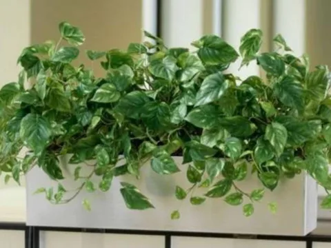 Loại cây được ví như “máy lọc không khí tự nhiên”: Sau Tết đặt trong nhà giúp tăng vượng khí, hút tài lộc