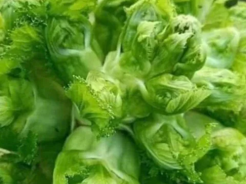 Loại rau “vàng” sau Tết vào mùa ngon nhất: Giúp ruột khỏe, giải độc, kháng viêm, chợ Việt bán đầy