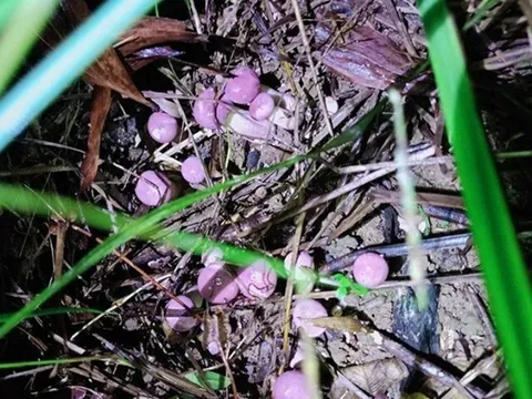 Đặc sản chỉ có vào mùa mưa, xưa không ai ăn nay dân thành phố thích mê, không mấy ai được thưởng thức