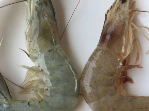 Cách phân biệt tôm nuôi và tôm tự nhiên chuẩn nhất: Mẹo nhận biết đơn giản ai cũng làm được