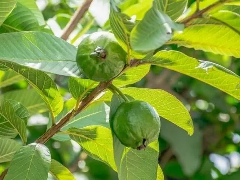 Lá ổi – nguyên liệu dân gian hỗ trợ cải thiện mụn, thâm và lão hóa da