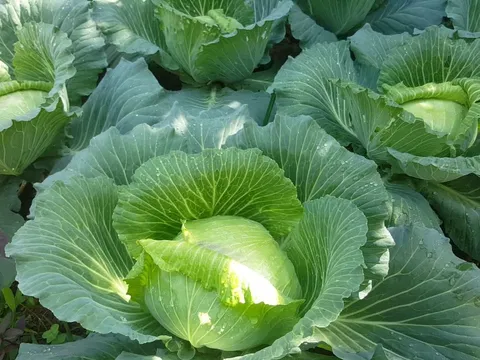 Rau bắp cải rất tốt nhưng đại kỵ với 5 nhóm người này