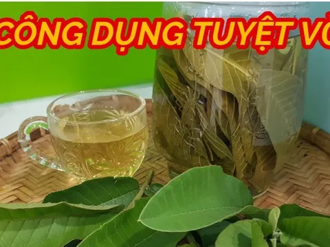 5 tác dụng tuyệt vời của nước lá ổi