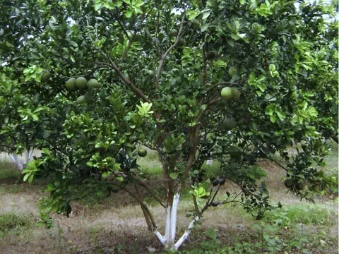 Loại quả "tốt nhất thế giới" là đặc sản trồng bạt ngàn ở Vĩnh Long, giá chỉ 2.000 đồng/kg, bà bầu bỏ qua quá phí