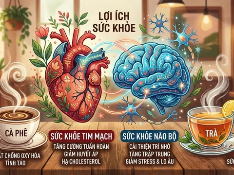 Uống trà hay cà phê mỗi ngày: Loại nào có lợi hơn cho tim mạch và trí nhớ?