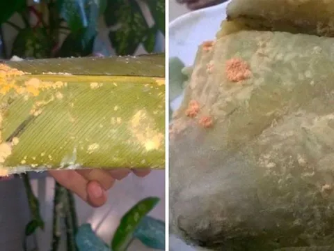 Bánh chưng bị mốc một góc, cắt đi ăn tiếp có hại gì không?
