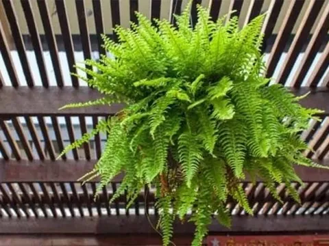 Loại cây được ví như “máy lọc không khí tự nhiên”: Sau Tết đặt trong nhà giúp tăng vượng khí, kinh doanh phát đạt