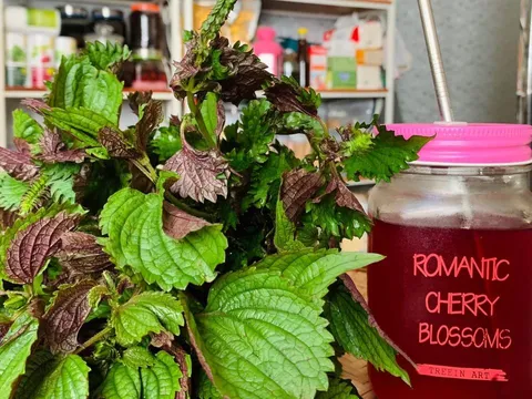 Mẹo làm mờ thâm nám, trắng da bằng lá tía tô