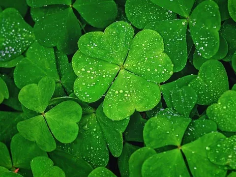 Trắc nghiệm: Bạn thành công nhờ nỗ lực hay may mắn? Làm bài test để biết ngay