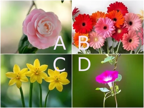 Trắc nghiệm: Trong mắt người bạn đời, bạn là kiểu phụ nữ như thế nào? Chọn một bông hoa để biết