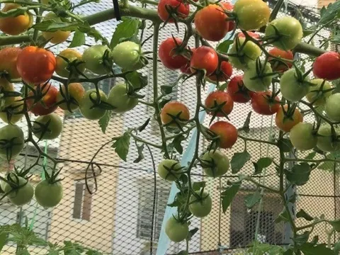 12 loại rau củ "tốt nhất thế giới", giúp giải nhiệt thanh lọc cơ thể, có thứ trồng bạt ngàn ở Việt Nam, giá từ 5.000 đồng