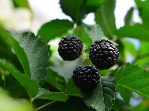 Loại quả đặc sản "tốt nhất thế giới" chỉ có ở Lâm Đồng, nghe tên đã thấy no đủ, trồng một lần thu hoạch nhiều năm