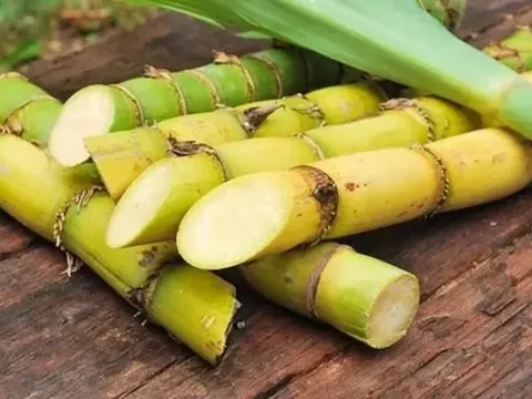 Ít ai biết loại cây quen thuộc này lại có tác dụng giúp dưỡng gan, bổ thận