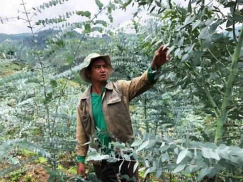 Trồng loại cây nghe tên đã thấy giàu có, vừa tỏa mùi hương vừa giúp hút tài lộc, nhiều nông dân vươn lên làm giàu