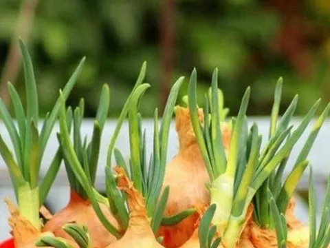Gừng, hành, tỏi mọc mầm có ăn được không? Cảnh báo nguy cơ mùa nồm ẩm nhiều người bỏ qua