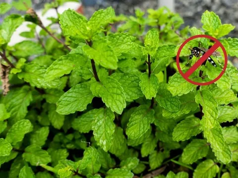 3 loài cây đuổi muỗi nên trồng trong nhà