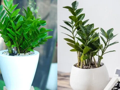 3 vị trí hút lộc trong nhà nên đặt cây kim tiền