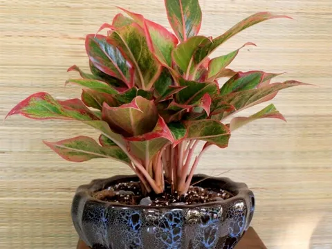 5 loại cây cảnh phong thủy trong nhà được ưa chuộng