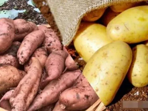 Khoai tây hay khoai lang tốt hơn? Chuyên gia dinh dưỡng giải đáp chi tiết, ai cũng nên biết