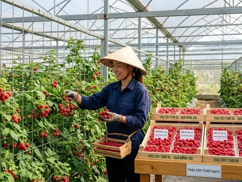 Loại quả đặc sản: Nghe tên đã thấy may mắn, trồng 1 lần thu hoạch tới 10 năm giá gần 400.000 đồng/kg