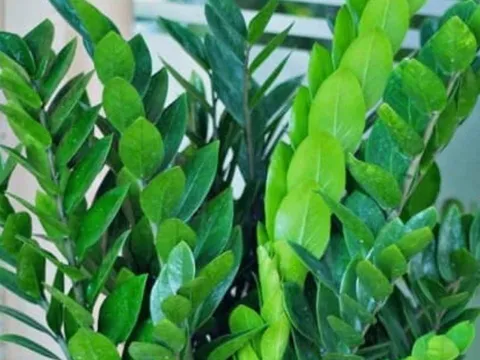 Năm Bính Ngọ 2026: 3 cây phong thủy nên đặt phòng khách để hút tài lộc, tiền vào như nước