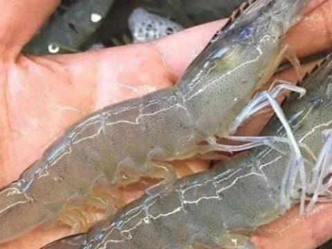 Tôm sông và tôm biển khác nhau thế nào? Loại nào nhiều canxi hơn?