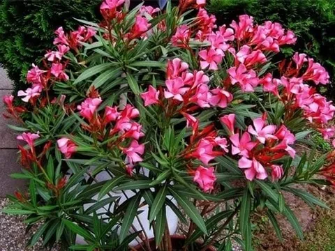 4 loại cây hại phong thủy lại dễ gây họa cho gia chủ, có thì chặt bỏ ngay