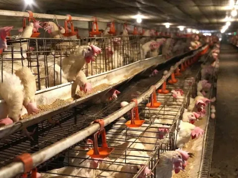 Từ 5 triệu đồng lập trại gà “siêu trứng”, nông dân Nghệ An thu gần 40 triệu/ngày, doanh thu mỗi năm hàng chục tỷ