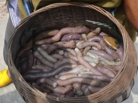 Món "bim bim" là đặc sản Quảng Ninh xưa là sản vật tiến vua, nay giá vài triệu đồng một cân vẫn đầy người mua