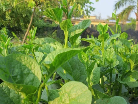 5 loại rau "bổ hơn thịt, rẻ hơn thuốc", thấy chợ bán đừng bỏ qua